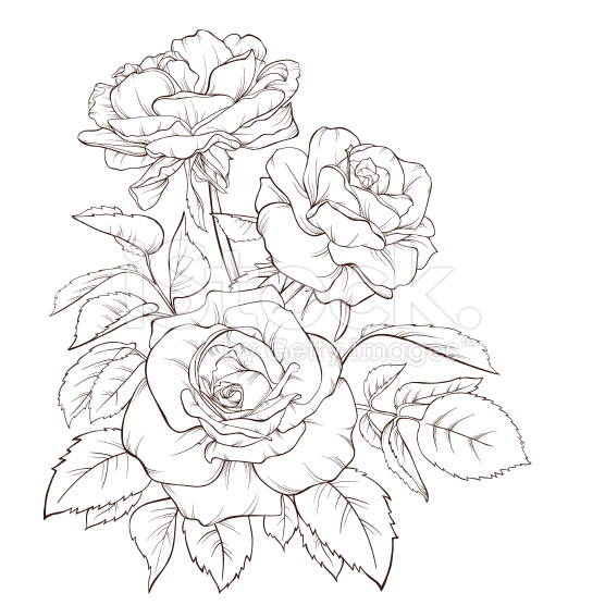 556x556 Rose Bouquet. Vintage Card. Vector Art, Hand Drawn And Contours