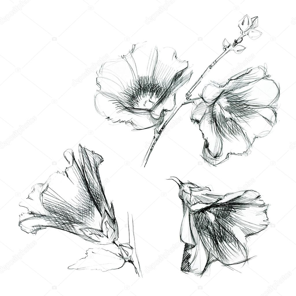 1024x1024 Set Of Hollyhock Flowers. Hand Drawn Sketch By Ink. Stock Photo