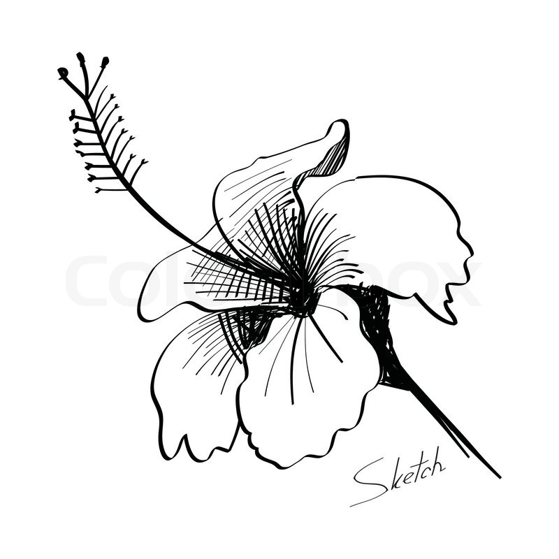 800x800 Sketch Of Flower Hand Drawn Stock Vector Colourbox