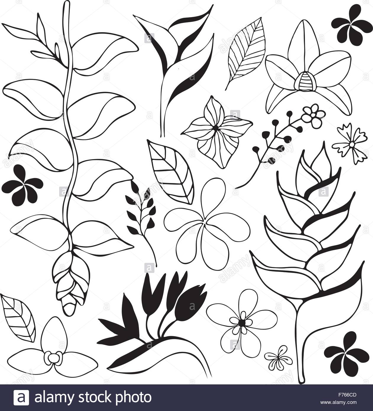 1261x1390 Tropical Flower Hand Drawn Sketch Illustration Black And White