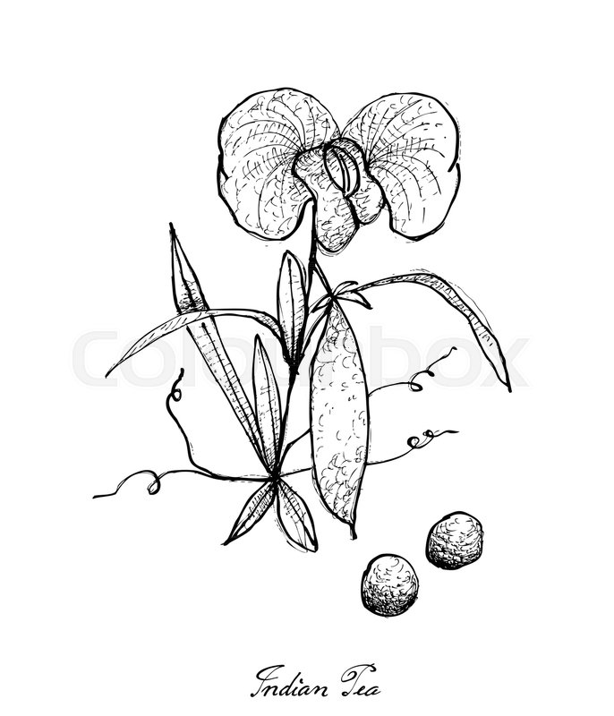 686x800 Vegetable, Illustration Of Hand Drawn Sketch Fresh Indian Pea