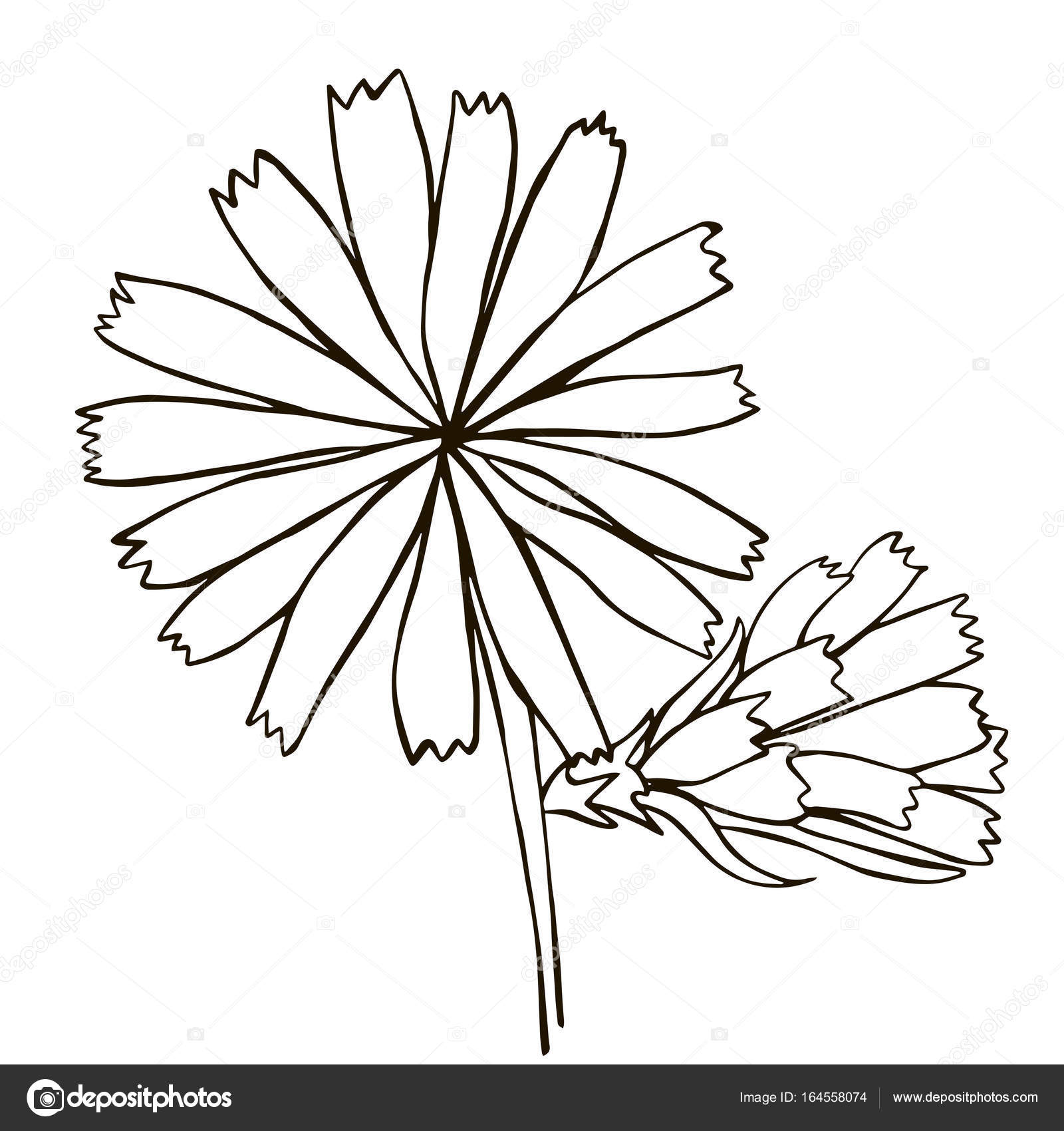 1600x1700 Cornflower, Flower, Hand Drawing Vector Illustration Sketch