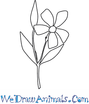 300x350 How To Draw A Periwinkle Flower