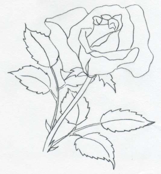 534x577 Drawings Rose