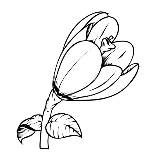 500x536 Drawn Flower Tulip