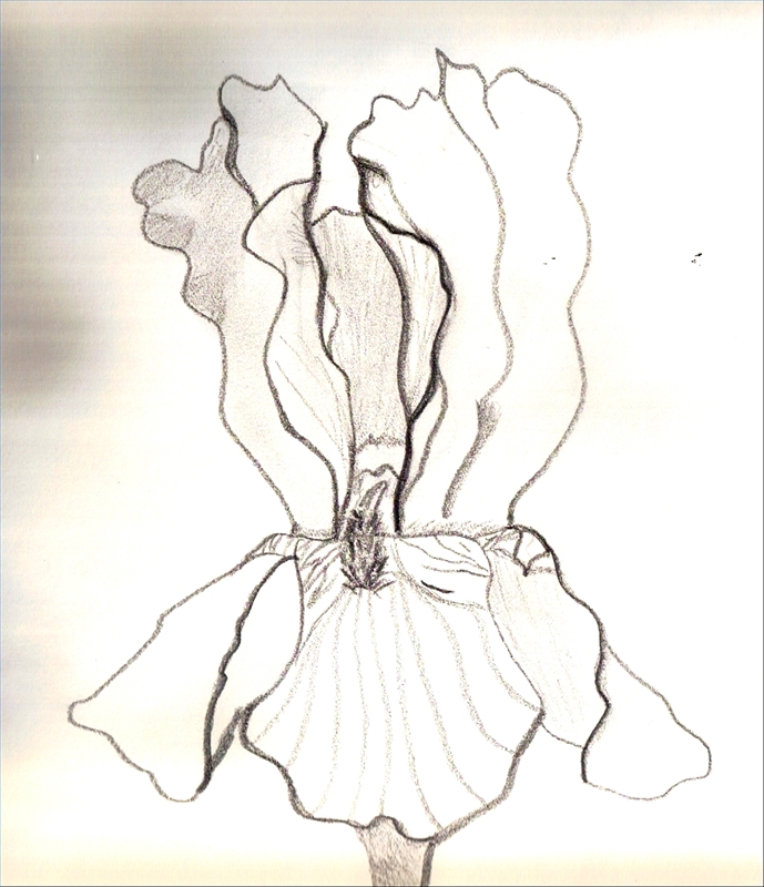 689x800 How To Draw Iris Flowers Sciencing