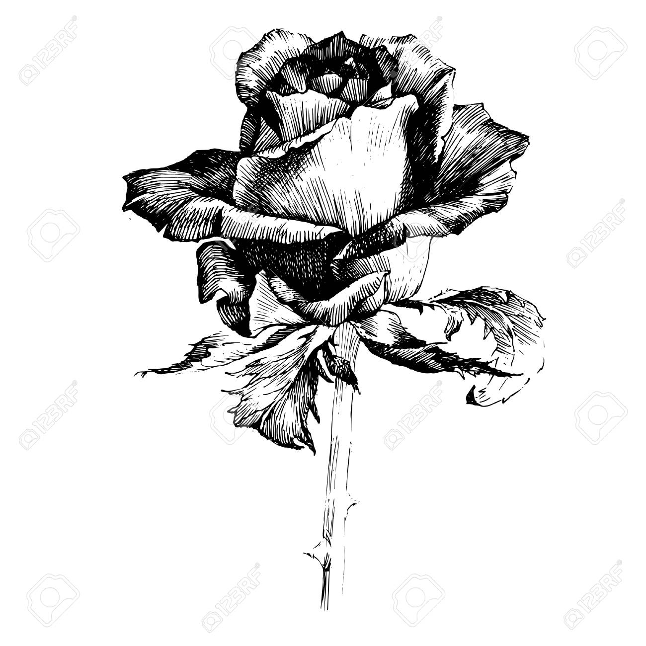 1300x1300 Rose Ink Drawing Flower Illustration. Royalty Free Cliparts