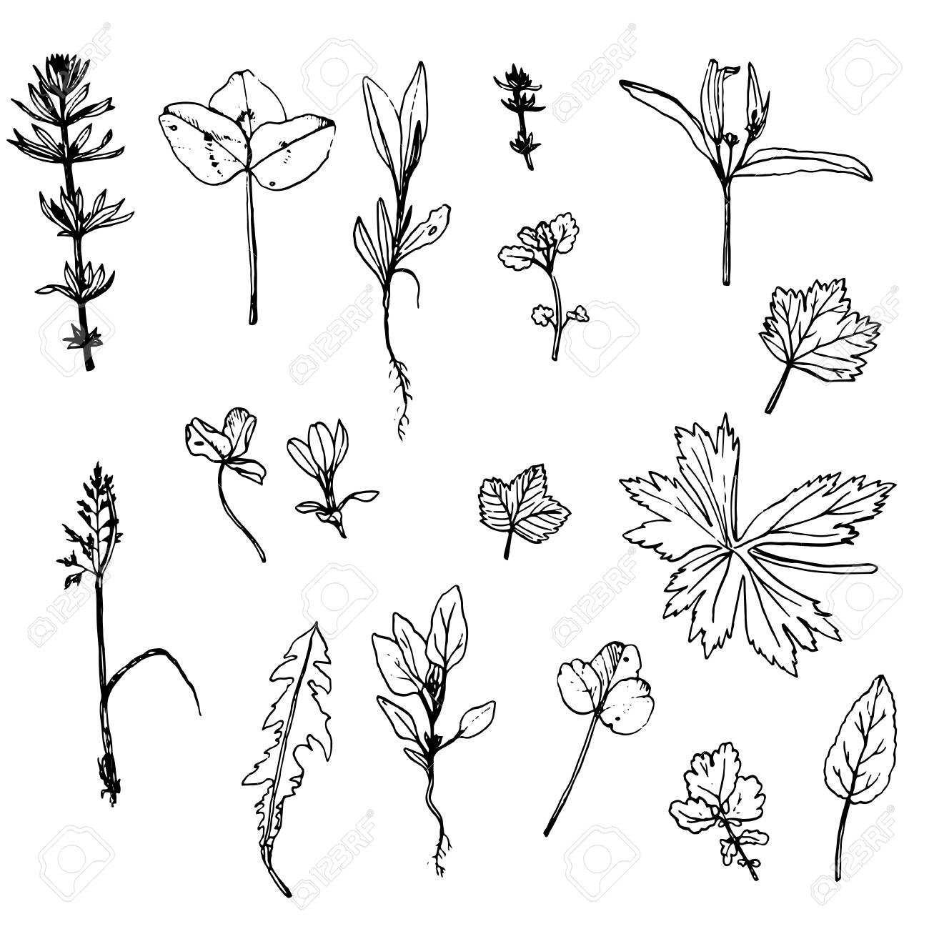 1300x1300 Set Of Ink Drawing Wild Flowers, Leaves And Herbs,drawing Wild