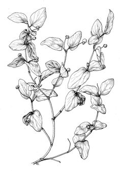 236x337 Simple Ink Drawing With An Owl And A Red Flower 7.5x7.5 In How