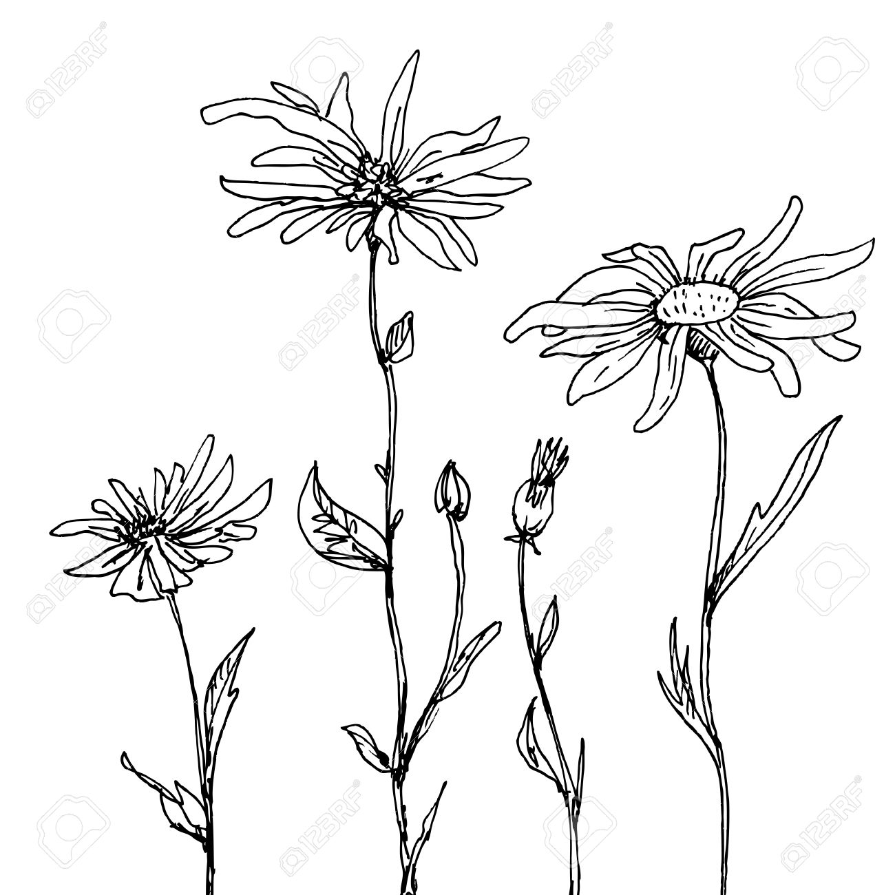 1300x1300 Floral Composition With Ink Drawing Daisy Flowers, Doodle Wild