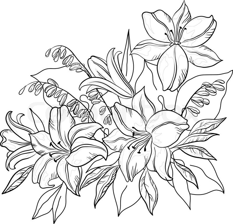800x768 Flowers And Leaves Lily And Mine, Vector, Monochrome Contours