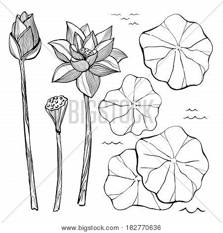 450x470 Vector Sketch Set Flowers Leaves Vector Amp Photo Bigstock
