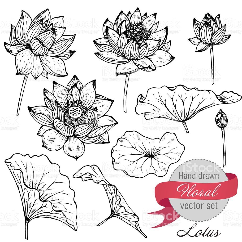 1024x1022 Vector Set Of Hand Drawn Lotus Flowers And Leaves. Sketch Floral