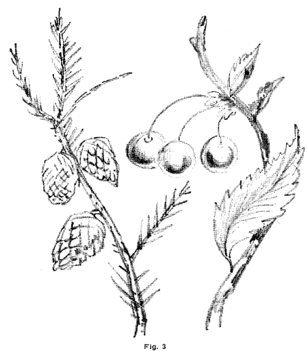 450x512 Drawing Flowers, Plants, Weeds, And Leaves With Drawing Lessons