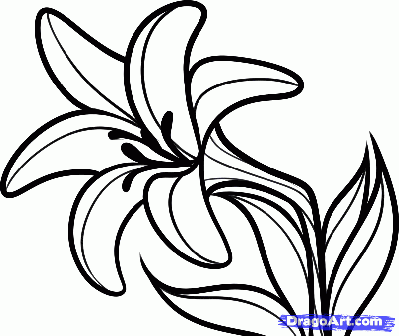 804x676 Easter Lily Drawing Hd Easter Images