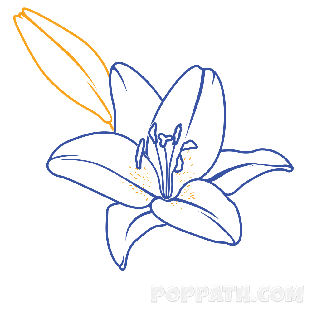 Flower Lily Drawing at GetDrawings | Free download