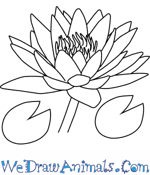 300x350 How To Draw A Water Lily Flower