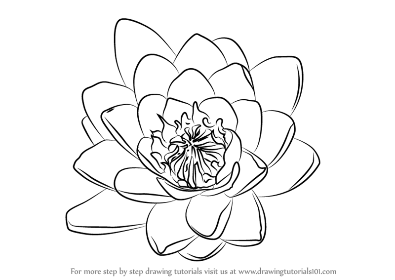 800x567 Learn How To Draw Water Lily Flower (Lily) Step By Step Drawing