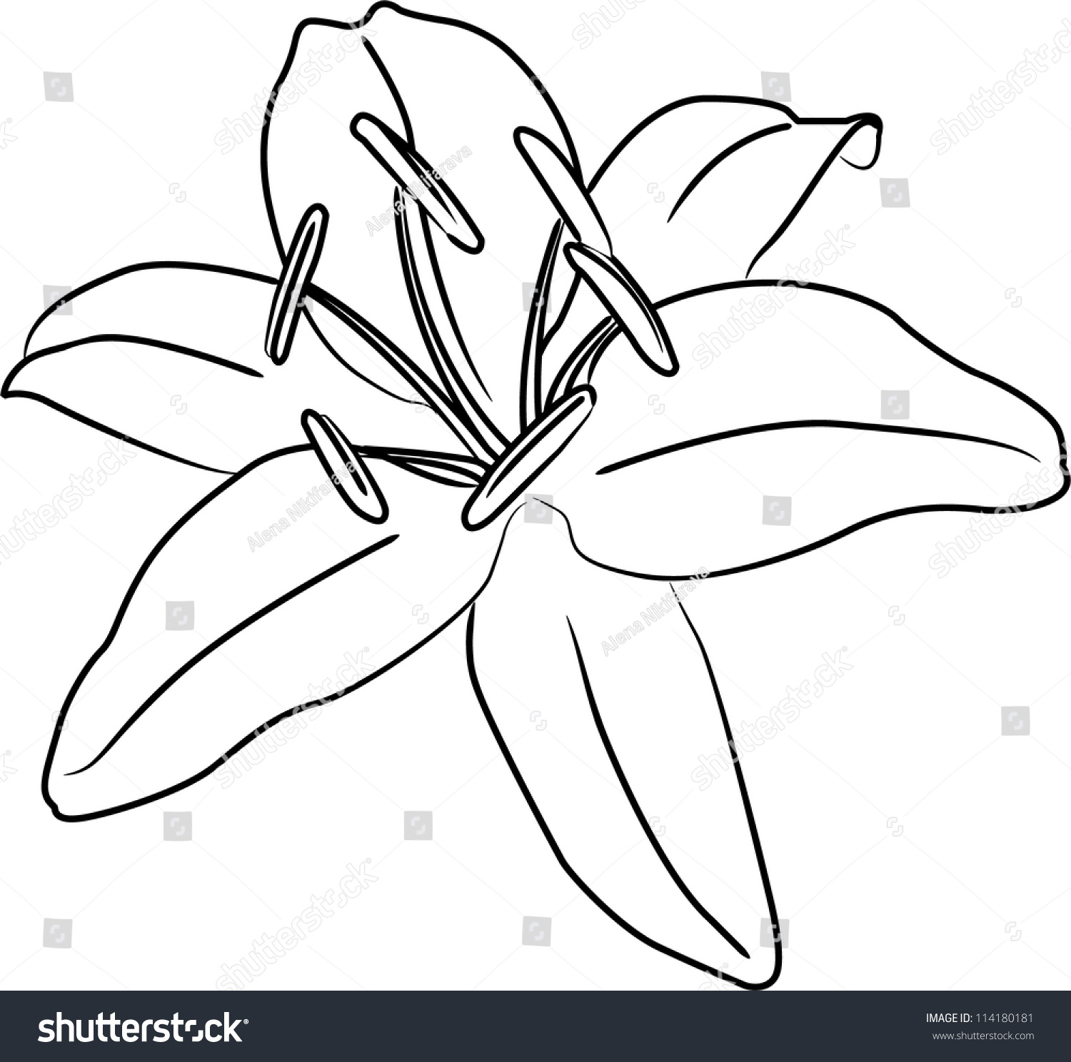 1500x1488 Lily Flower Drawing Outline Tiger Lily Drawing