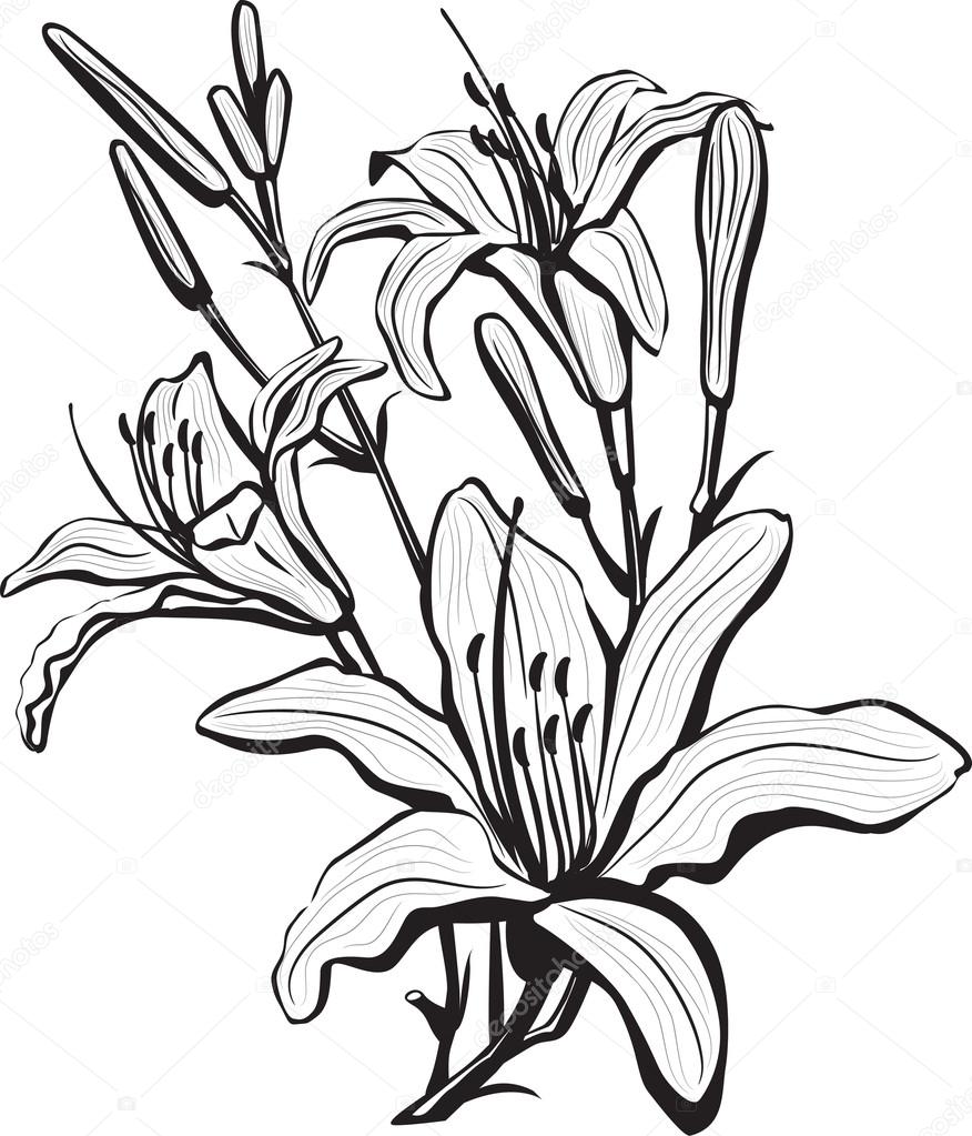 876x1023 Sketch Of Lily Flowers Stock Vector Wikki33