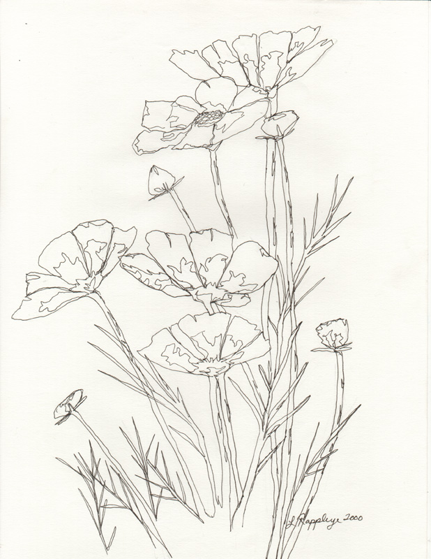618x800 Flower Line Drawing By Butterflylr
