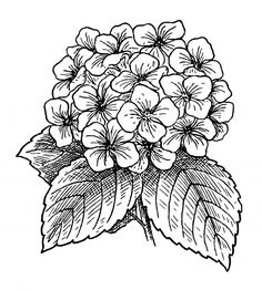 236x262 Beccy's Place Magnolia Magnolia, Drawings