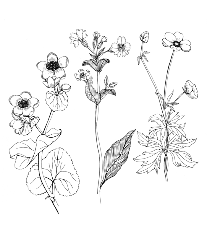 700x806 Drawn Plant Wildflower