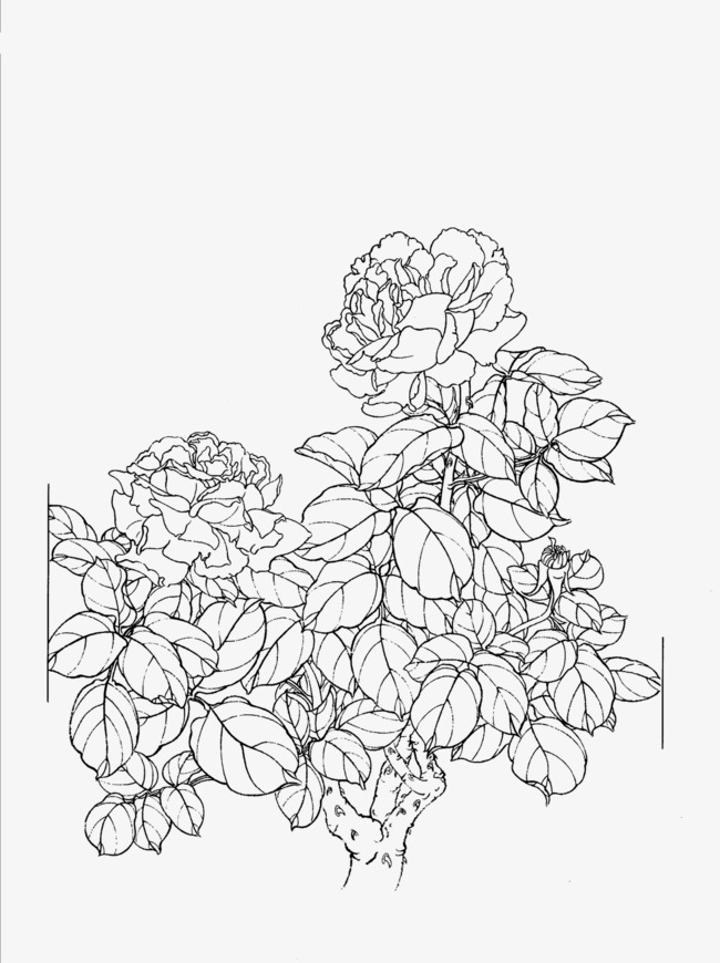 650x870 Peony Flower Line Drawing, Peony, Meticulous, Hand Painted Png