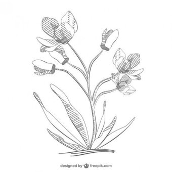 340x340 19 Flower Line Drawing Vectors Download Free Vector Art