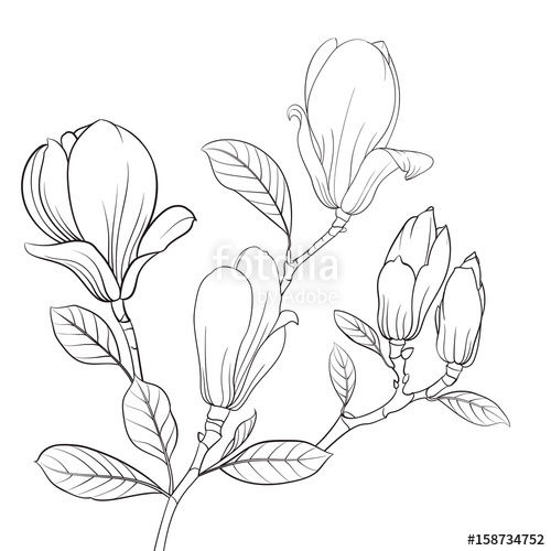 500x500 Magnolia Blooming Flower. Linear Sketch Of Magnolia Flower. Line