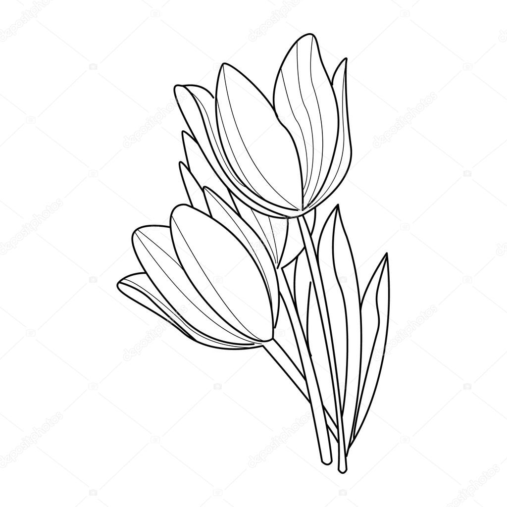 1024x1024 Tulip Flowers Sketch. Vector Stock Vector Topvectors