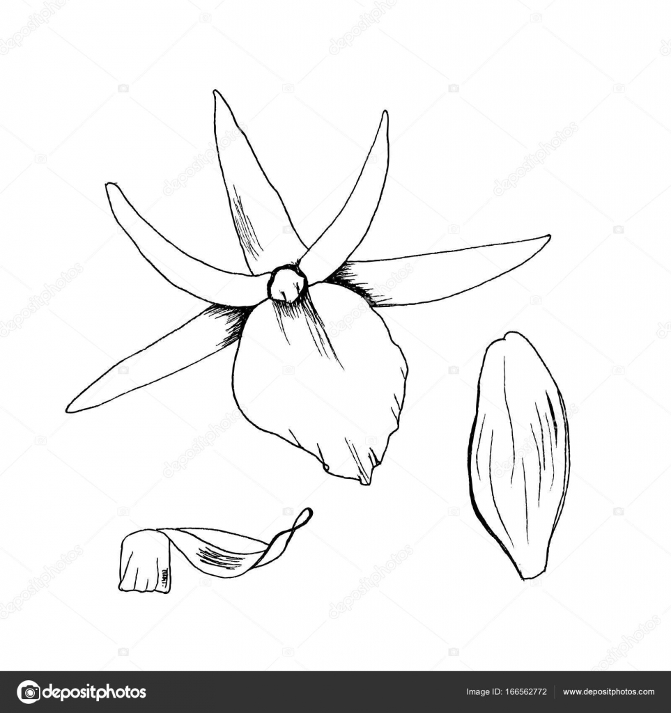 963x1024 Vector Illustration Orchid Flowers Sketch Hand Drawn With Black