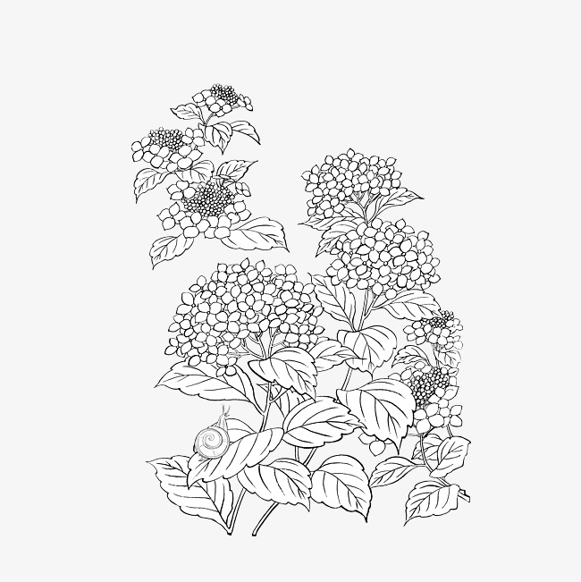 650x651 Vector Line Drawing Of Plant Material, Vector Plant, Freehand Line