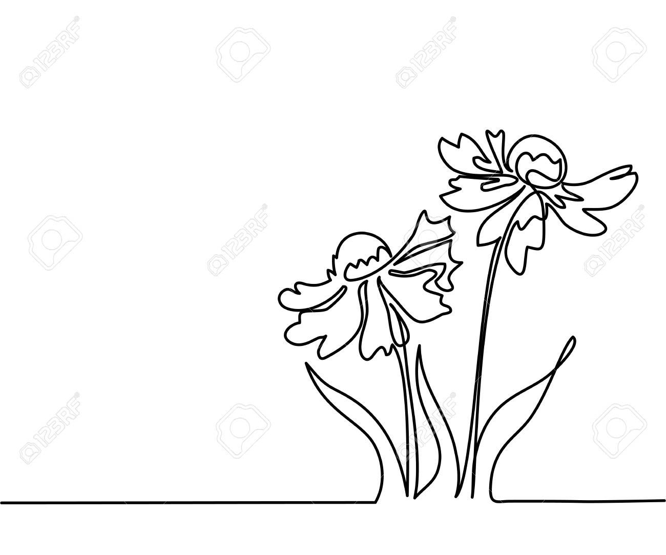 1300x1083 Beautiful Flowers Echinacea. Continuous Line Drawing. Vector