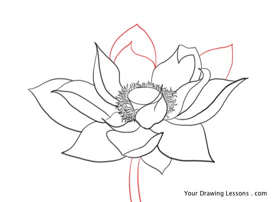 550x403 How To Draw A Lotus Flower Your Drawing Lessons