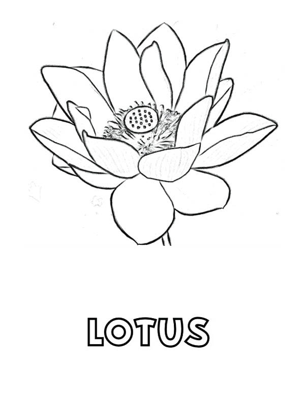 600x776 Lotus Flower Coloring Page Picture