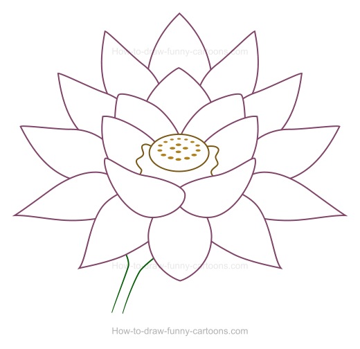 520x504 To Create A Lotus Flower Drawing