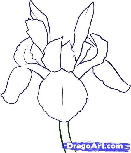 449x525 How To Draw An Iris, Step By Step
