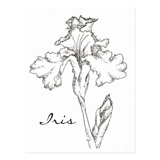 540x540 Iris Spring Flower Pen And Ink Drawing Postcard Zazzle.co.uk