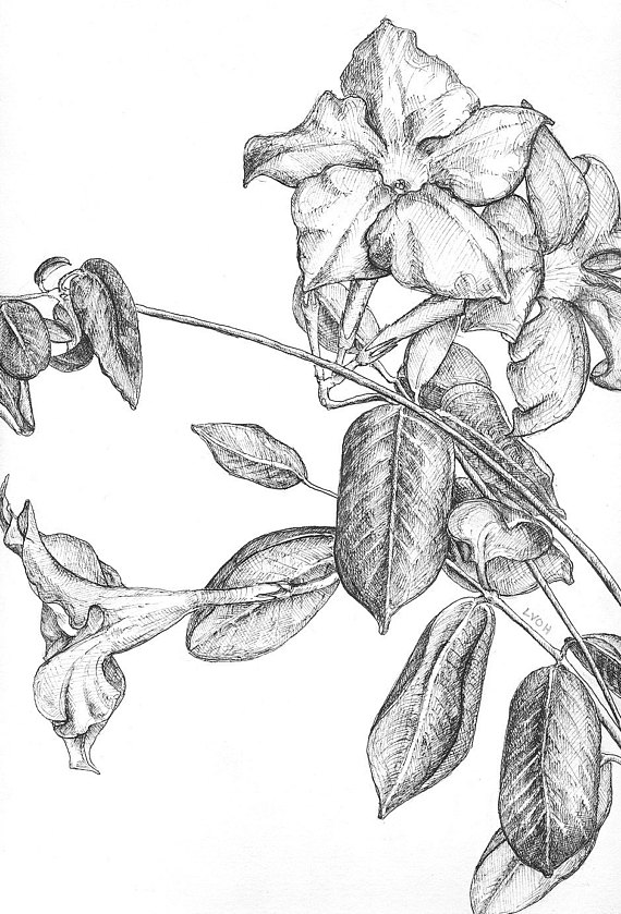 570x839 Jasmine Botanical Drawing Flower Black And White Pen Original