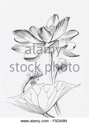 300x417 Lotus Flower Line Art Ink Pen Drawing. Original Style Stock Photo