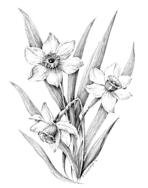 503x640 Narcissus Print Daffodil Drawing Floral Art Black And White