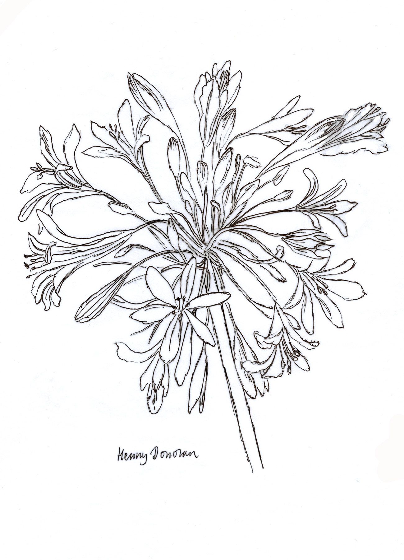 1300x1800 Original Pen And Ink Drawing Henny Donovan Art