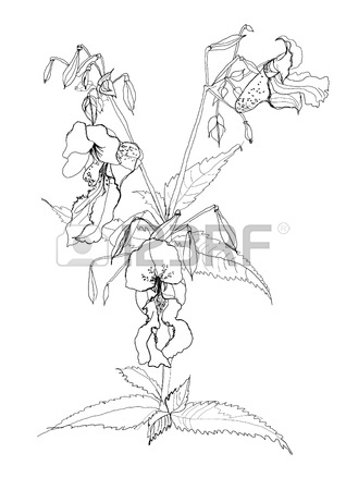 318x450 Pen Drawing Field Flower Sketch Royalty Free Cliparts, Vectors