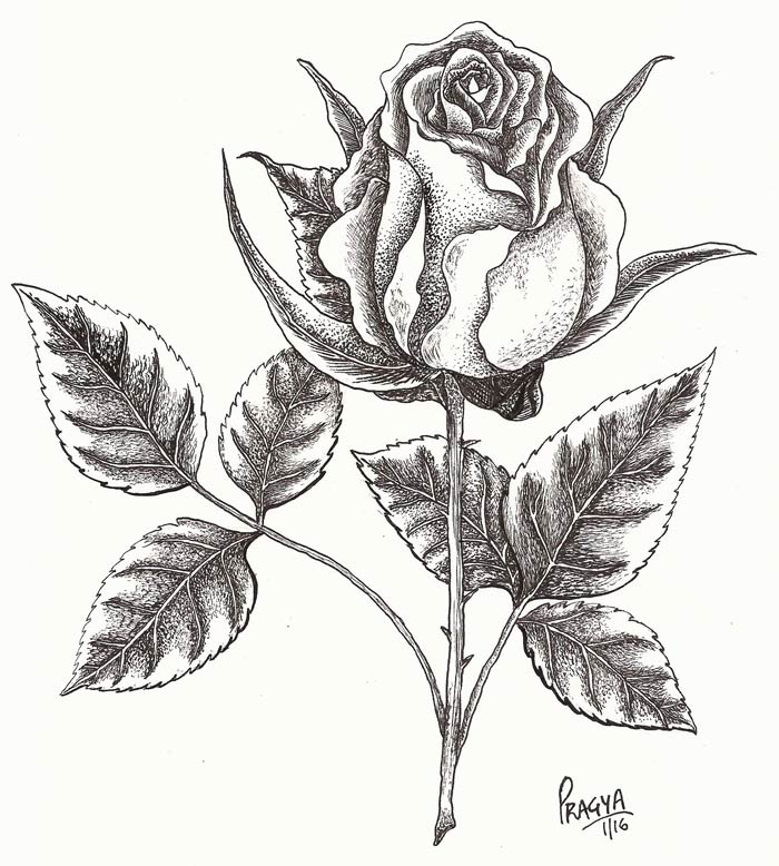 700x778 Pen And Ink Artworks