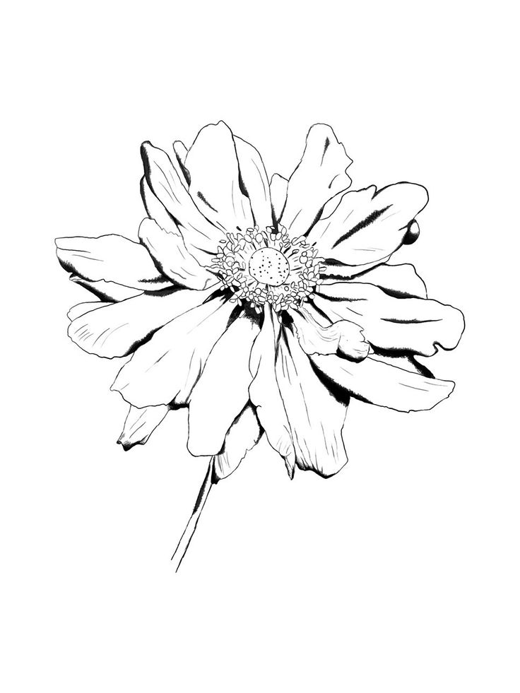 736x981 Pictures Black Amp White Flower Drawings,
