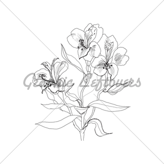 325x325 Rose Flower Pencil Drawing Gl Stock Images