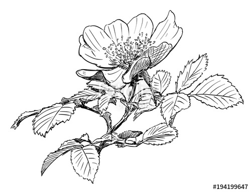500x383 Vector Artistic Pen And Ink Hand Drawing Of Wild Rose Branch