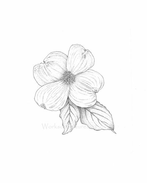 474x592 Pen And Ink Dogwood Flower