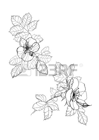 318x450 Dog Rose Flowers Pen Drawing On White Background Royalty Free